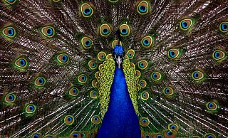 Der Pfau ist nicht nur schön, sondern ein Alleskönner. In der aktuellen Folge des Podcasts "Eklatant verkannt" steht er im Mittelpunkt. - Symbolbild: Pixabay Der Pfau ist nicht nur schön, sondern ein Alleskönner. In der aktuellen Folge des Podcasts "Eklatant verkannt" steht er im Mittelpunkt. - Symbolbild: Pixabay
