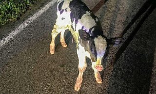 Dieses Kälbchen rutsche kurz nach der Geburt auf die Straße. - Polizei Lippe Dieses Kälbchen rutsche kurz nach der Geburt auf die Straße. - Polizei Lippe