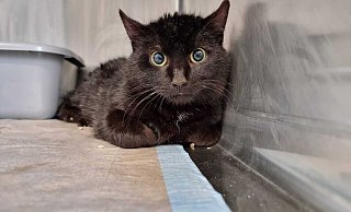 Dieser - auf den Namen Pipi Langstrumpf getaufte - Wildling sucht mit vielen Gleichgesinnten eine Futterstelle in ländlicher Umgebung. - Tierheim Detmold