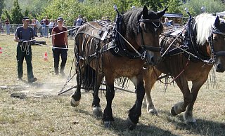 Horses at work: Die Zaungäste verfolgen interessiert, wie Wald- und Forstarbeiter Bernd-Uwe Lang und seine Tochter Jasmin (tiermedizinische Angestellte) die "Wiesenschleppe" ihrer prachtvollen Kaltblüter über den Parcours führen. (Foto: Hajo Gärtner) - Hajo Gärtner Horses at work: Die Zaungäste verfolgen interessiert, wie Wald- und Forstarbeiter Bernd-Uwe Lang und seine Tochter Jasmin (tiermedizinische Angestellte) die "Wiesenschleppe" ihrer prachtvollen Kaltblüter über den Parcours führen. (Foto: Hajo Gärtner) - Hajo Gärtner