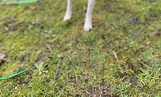 Wem gehört dieser Hund? - Tierheim Detmold