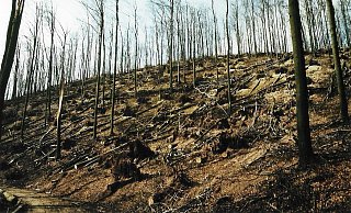 Vorher-Nachher-Vergleich: Ein Bild vom Waldareal Schanzenberg in der Nähe der Burg Sternberg, unterhalb der „Po-lackenschanze" in Blickrichtung Norden, von 1988 zeigt das Ausmaß der Zerstörung. - Forstbetrieb Arnt Schake Vorher-Nachher-Vergleich: Ein Bild vom Waldareal Schanzenberg in der Nähe der Burg Sternberg, unterhalb der „Po-lackenschanze" in Blickrichtung Norden, von 1988 zeigt das Ausmaß der Zerstörung. - Forstbetrieb Arnt Schake