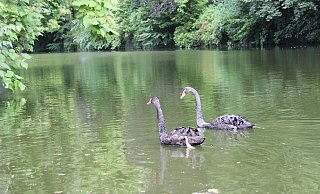 Das Trauerschwan-Paar auf dem Detmolder Schlossgraben ist ein echter Hingucker, wenn es gemeinsam seine Kreise zieht. - Jana Beckmann Das Trauerschwan-Paar auf dem Detmolder Schlossgraben ist ein echter Hingucker, wenn es gemeinsam seine Kreise zieht. - Jana Beckmann