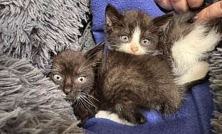 Diese kleinen Katzen sind im Tierheim an der Ziegelstraße abgegeben worden und suchen ein neues Zuhause. Sie wurden in einem Karton an einem Glascontainer in Leopoldshöhe entdeckt. - Sven Kienscherf