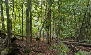Viele B&auml;ume des Waldes seien nicht mehr standsicher, sie m&uuml;ssen entfernt werden, sagt der Landesverband. Der BUND widerspricht. - LVL