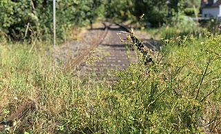 Ob es sich lohnt, die Strecke zwischen Lemgo-Lüttfeld und Barntrup zu reaktivieren - hier der Bahnübergang an der Schäfertor-Brücke - soll nun untersucht werden. - Till Brand