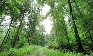 Idylle in Bad Salzuflen: Hier besitzt der Landesverband kleinere Waldstücke. - Archivfoto: Vera Gerstendorf-Welle