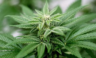 Am 1. April soll Cannabis nach den Plänen der Ampel-Koalition begrenzt für Erwachsene legalisiert werden. - Matt Masin/Zuma Press/dpa