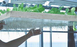 Pflanzen werden auf Kunststoffen gezogen und bis unter die Decke gestapelt oder in vergleichabren Systemen gezüchtet. Die vertikale Landwirtschaft könnte auch eine Option für den Hangar 21 sein. - Freya Cultivation Systems Kaunas