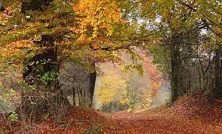 Wald im möglichen Nationalpark Egge, hier bei Altenbeken. - Kurt Blaschke
