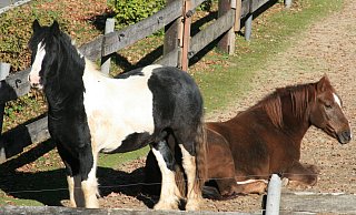 Vertrauensvoll und freundlich dem Menschen gegenüber: Pferde werden häufig Opfer von Tierquälern. - Sylvia Frevert(LZ)