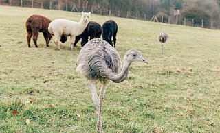 Nandus und Alpakas haben sich bereits an das Zusammenleben im Vogelpark Heiligenkirchen gewöhnt. - Vanessa Will