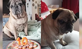 Mops Samson wurde der Ehrentag mit einem Würstchen versüßt. In der vergangenen Woche wäre das Familienglück um ein Haar vorbei gewesen. Besitzer Heiko Wenzel sagt, er habe eine Hundeentführung gerade noch verhindern können. - Familie Wenzel