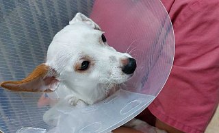 Hund "Bella" hat ein schweres Schicksal. - Tierheim Bad Salzuflen Hund "Bella" hat ein schweres Schicksal. - Tierheim Bad Salzuflen