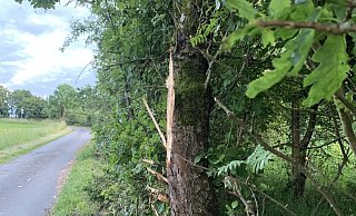 Die Sch&auml;den an den B&auml;umen sind gro&szlig;. Bauamtsleiterin Ewa Hermann und Umweltausschuss-Vorsitzender J&uuml;rgen Georgi gehen davon aus, dass mehrere B&auml;ume eingehen. Jetzt wird nach dem Verursacher gesucht. - Fotorechte: J&uuml;rgen Georgi