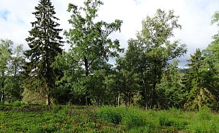 Auf dem Knickenhagen im Naturschutzgebiet Externsteine müssen aus Naturschutzgründen einige Bäume undBoden weichen. - Biologische Station Lippe Auf dem Knickenhagen im Naturschutzgebiet Externsteine müssen aus Naturschutzgründen einige Bäume undBoden weichen. - Biologische Station Lippe