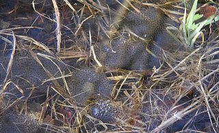 Bild 3: Die ersten Frösche haben sich in den neuen Amphibienteich eingefunden und dort gelaicht. - Landesverband Lippe Bild 3: Die ersten Frösche haben sich in den neuen Amphibienteich eingefunden und dort gelaicht. - Landesverband Lippe