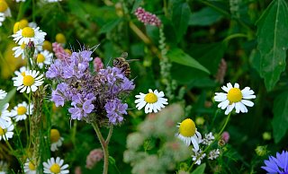 Mehr Biodiversität wünscht sich die Stadt Lemgo und erarbeitet dafür eine Strategie. - Archivfoto: Gesa Winnenburg Mehr Biodiversität wünscht sich die Stadt Lemgo und erarbeitet dafür eine Strategie. - Archivfoto: Gesa Winnenburg