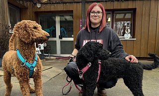 Laura Mielke (Bundesfreiwilligendienst) mit den Pudeln "Flash" (links) und "Skyla". Für die beiden und zwei weitere Pudel wird noch ein neues Zuhause gesucht. - Sven Kienscherf