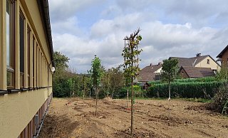 15 Bäume wurden am "DORF+Punkt" gepflanzt, um Schatten gegen Hitze zu spenden. - Gemeinde Kalletal 15 Bäume wurden am "DORF+Punkt" gepflanzt, um Schatten gegen Hitze zu spenden. - Gemeinde Kalletal