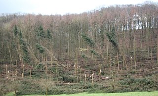 Wald zwischen Wiembeck und Wahmbeckerheide, fotografiert vom Horstweg in Richtung Funkenbruch - der seit dem Orkan gesperrt ist - Marlen Grote