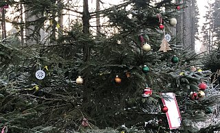 Die Weihnachtsdeko hängt. - Silke Buhrmester(LZ)
