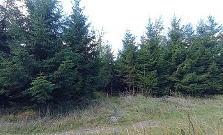 Ein weiterer Standort neben einem Grasweg. Er befindet sich an der Einmündung einer schmalen Forstschneise und ist mit einem Markierungspfosten gekennzeichnet - Foto: Volker Ammer