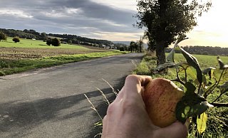 Obstbäume, wie hier zwischen Leese und Wittighöferheide, könnten künftig eine Markierung bekommen, wenn die Lemgoer an ihnen gratis Äpfel, Birnen und anderes ernten dürfen. - Till Brand Obstbäume, wie hier zwischen Leese und Wittighöferheide, könnten künftig eine Markierung bekommen, wenn die Lemgoer an ihnen gratis Äpfel, Birnen und anderes ernten dürfen. - Till Brand