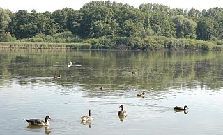 Da war die Welt am Norderteich noch in Ordnung - doch die Idylle aus dem Jahr 2014 ist Vergangenheit. Wie sie wiederhergestellt werdne soll, darüber streiten sich die Geister. - Archivfoto: Manfred Brinkmeier