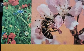 Von der Verwaltung entworfener Flyer für den geplanten Wettbewerb zu insektenfreundlichen Gärten. Hier waren sich die Politiker uneins über die Höhe der Preisgelder und die Bewertungskriterien - Sylvia Frevert Von der Verwaltung entworfener Flyer für den geplanten Wettbewerb zu insektenfreundlichen Gärten. Hier waren sich die Politiker uneins über die Höhe der Preisgelder und die Bewertungskriterien - Sylvia Frevert