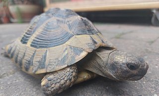 Die griechische Landschildkröte "Mauritius" scheint das Abenteuer zu lieben: Seit ihrer Rückkehr vor gut einer Woche, ist sie bereits wieder ausgebüxt und in der Nachbarschaft unterwegs gewesen. - Michaela Weiße