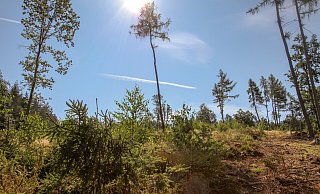 Rund 1100 Setzlinge solle gepflanzt werden, darunter Elsbeeren und Wildobst. - Landesverband Lippe