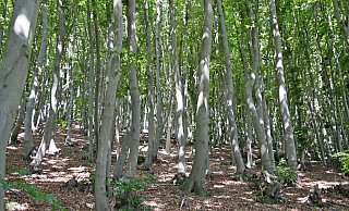 So könnte ein neu angepflanzter junger Wald aussehen. Diese schlanken und ziemlich dicht stehenden Buchen sind in Bergkirchen bei Bad Oeynhausen angepflanzt worden. - Meiko Haselhorst So könnte ein neu angepflanzter junger Wald aussehen. Diese schlanken und ziemlich dicht stehenden Buchen sind in Bergkirchen bei Bad Oeynhausen angepflanzt worden. - Meiko Haselhorst