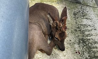 Der Rehbock hatte sich bei Isringhausen zwischen Rohren ferstgesetzt. - Feuerwehr Lemgo