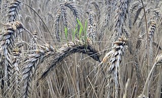 Auswachsendes Getreide: Wenn die reifen Körner in der Ähre keimen, sprechen Landwirte vom Auswachsen der Körner. - WLV