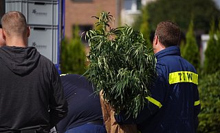 In Leopoldshöhe wurden große Cannabispflanzen bei einer Razzia sichergestellt. Auch in Lage war die Polizei erfolgreich. - Freitag TV