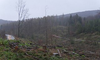 Rund um das Dreieck von B1 und Altenbekener Straße bei Horn sind auf diesem Archivfoto von Ende 2021 die Waldschäden deutlich sichtbar. Der komplett abgeholzte Bereich wird vom Landesverband betreut, der Bereich auf dem noch abgestorbene Fichten stehen, ist Teil des Horn-Bad Meinberger Stadtwalds, der künftig ebenfalls vom Landesverband betreut werden wird. - Archivfoto: Jost Wolf