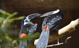 Dottertukan. - Vogelpark Dottertukan. - Vogelpark