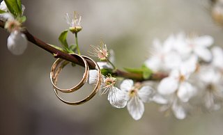 Ob zu Hochzeiten, Geburtstagen oder Taufen: In Barntrup soll künftig zu besonderen Anlässen ein Baum gepflanzt werden können. - Pixabay