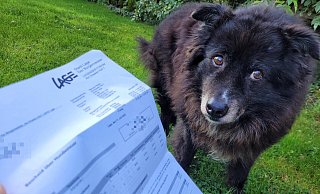 Sam ist braver Steuerzahler, ab 2023 könnte es allerdings teurer werden. Die Stadt Lage will die Hundesteuer um 5 Prozent erhöhen. Dafür gab es im Finanzausschuss ein einstimmiges Votum, jetzt muss noch der Rat zustimmen. - Astrid Sewing