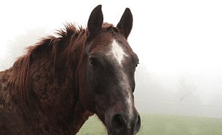 Auch der Reitsport im Extertal profitiert von der Sportpauschale. - Sylvia Frevert(LZ) Auch der Reitsport im Extertal profitiert von der Sportpauschale. - Sylvia Frevert(LZ)