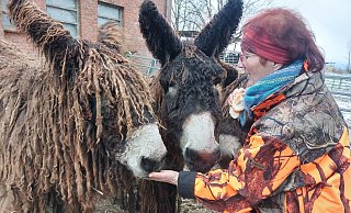 Anja Queren-Büker aus Elbrinxen züchtet Poitou-Esel. Die seltene Großeselrasse ist für ihr zotteliges Fell bekannt. - Michaela Weiße Anja Queren-Büker aus Elbrinxen züchtet Poitou-Esel. Die seltene Großeselrasse ist für ihr zotteliges Fell bekannt. - Michaela Weiße