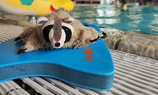 Der Waschbär Wolli ist verschwunden. - Britta Kuhlemann