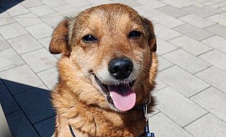 Die Mischlingshündin Estrella ist im Juni dieses Jahres entlaufen. Das Tierheim Detmold sowie zahlreiche Freiwillige haben mit mehreren Suchaktionen nach ihr gesucht. - Tierheim Detmold