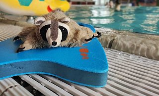 Die Klasse 1a der Grundschule Knetterheide konnte Waschbär "Wolli" wieder in Empfang nehmen. - Sven Kienscherf