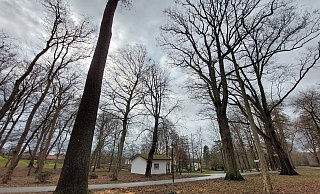 Die Esche vorne links muss gefällt werden. Der Baum ist nicht mehr standsicher. - Michaela Weiße