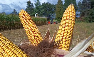 Der Mais reifte in diesem Jahr sehr früh ab und führte zu frühzeitigemErntebeginn schon im August. Die Erträge fallen je nach Standort und Regenmengesehr unterschiedlich aus. - Bernd Walkenhorst