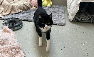 Diva Babsi sucht ganz dringend ein neues Zuhause bei Katzenkennern. - Tierheim Detmold