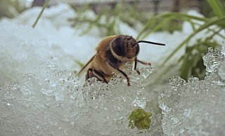 Der Erkundungsflug ist der Biene am Wochenende zum Verhängnis geworden: Sie kam vom Schnee nicht mehr hoch. - Robin Jähne Der Erkundungsflug ist der Biene am Wochenende zum Verhängnis geworden: Sie kam vom Schnee nicht mehr hoch. - Robin Jähne