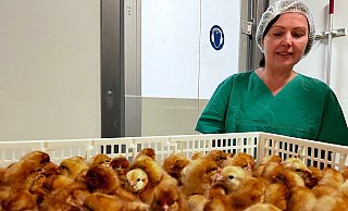 Einem Team der Technischen Hochschule Ostwestfalen-Lippe um Professorin Dr. Helene Dörksen ist es im Labor gelungen, das Geschlecht des entstehenden Kükens schon ab dem dritten Bruttag zu bestimmen. - TH OWL Einem Team der Technischen Hochschule Ostwestfalen-Lippe um Professorin Dr. Helene Dörksen ist es im Labor gelungen, das Geschlecht des entstehenden Kükens schon ab dem dritten Bruttag zu bestimmen. - TH OWL